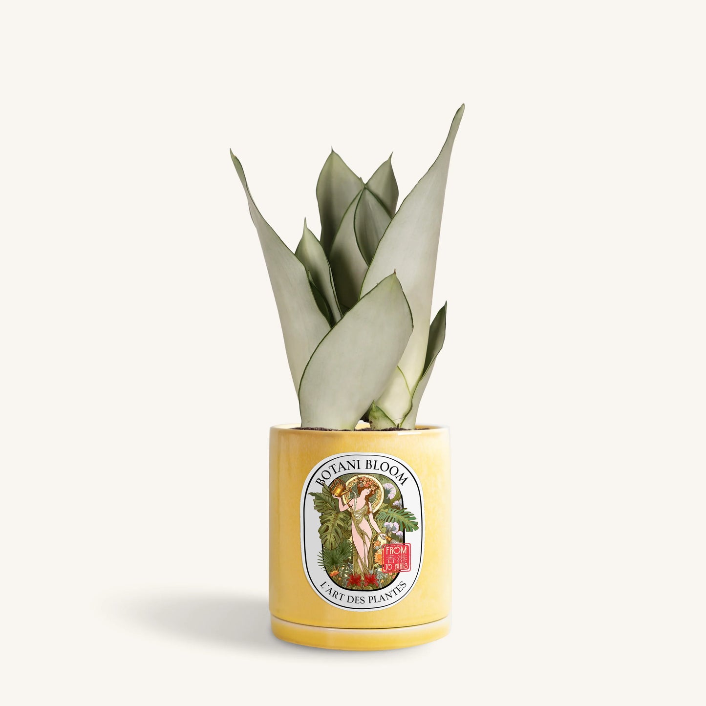 Sansevieria Moonshine in a botani bloom yellow colored pot, front view