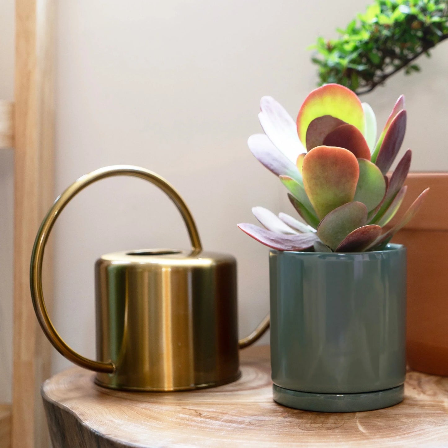 Kalanchoe Thyrsiflora in a botani bloom olive color pot, with botani bloom watering can