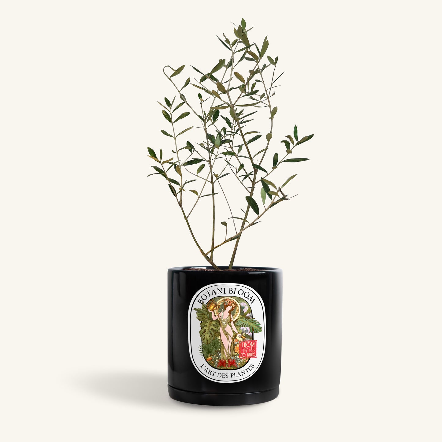 A potted Olive Tree with small green leaves in a black botani bloom pot, front view