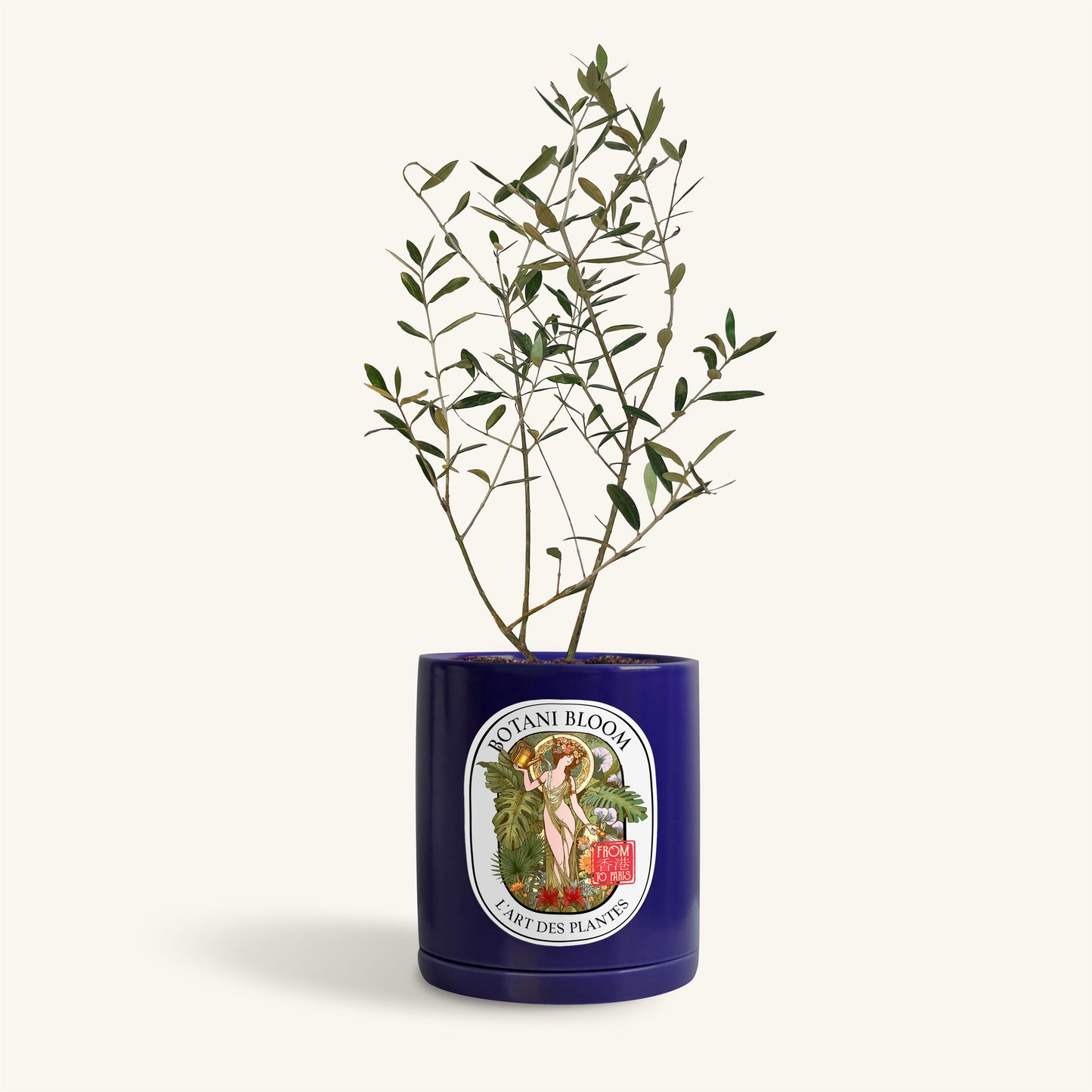 A potted Olive Tree with small green leaves in a blue botani bloom pot, front view