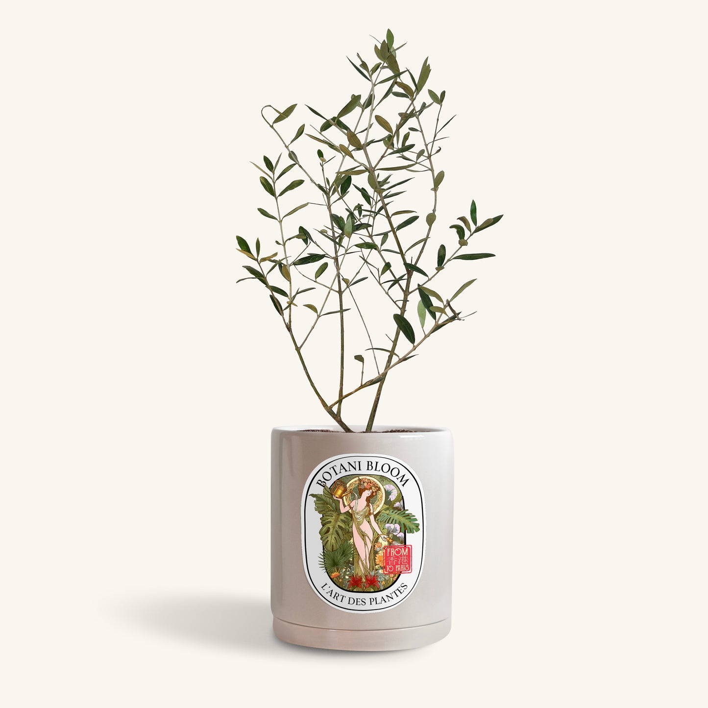 A potted Olive Tree with small green leaves in a grey botani bloom pot, front view