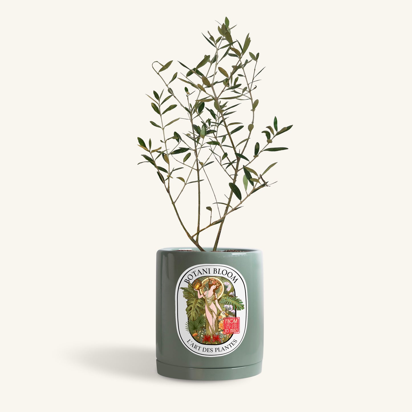 A potted Olive Tree with small green leaves in an olive botani bloom pot, front view
