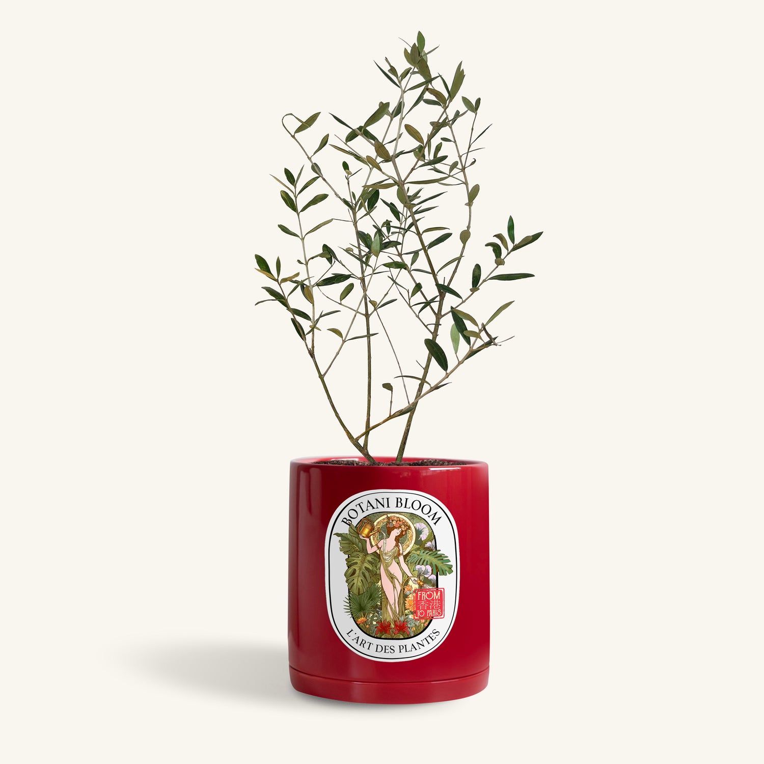 A potted Olive Tree with small green leaves in a red botani bloom pot, front view