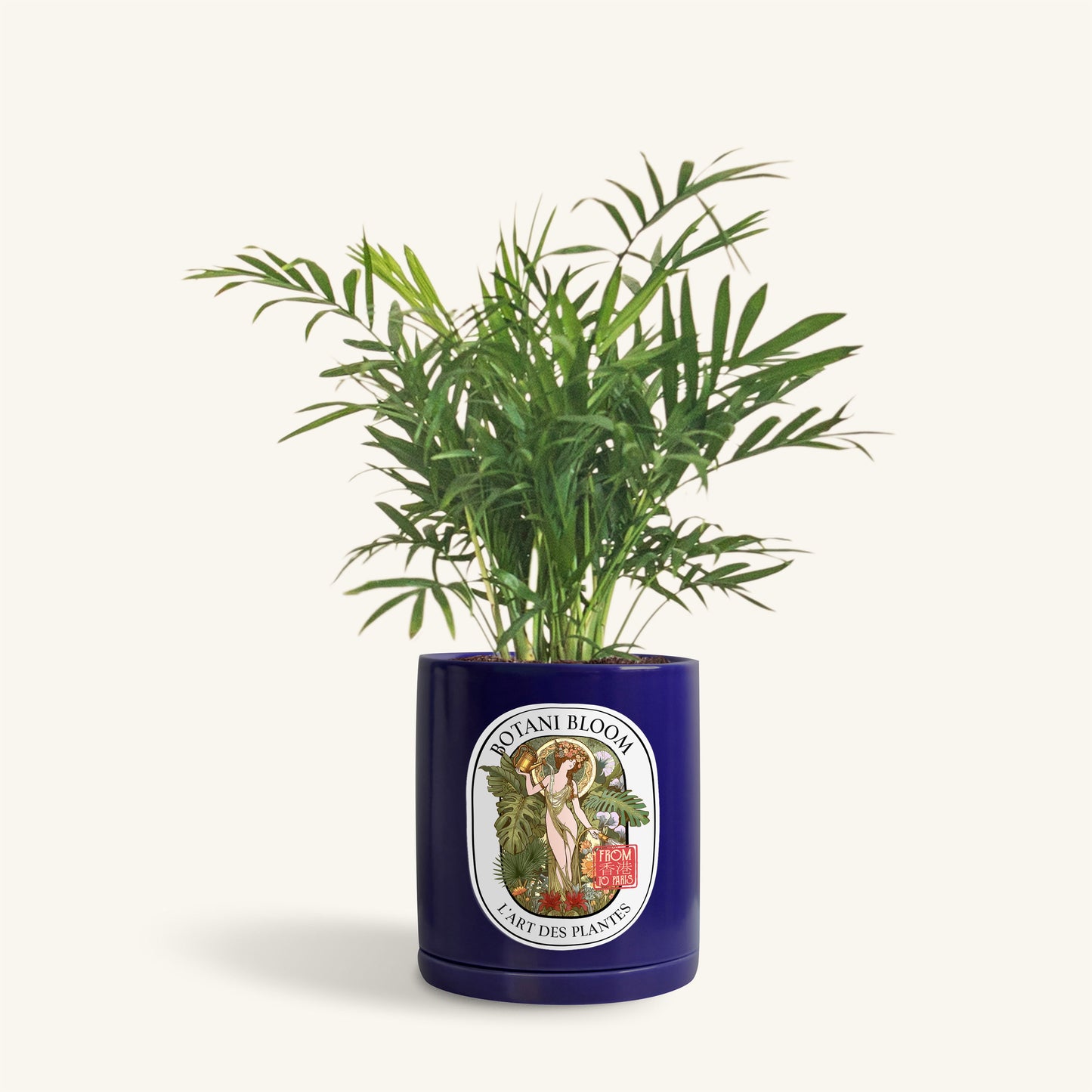 A potted Parlor Palm, in a botani bloom blue colored pot, front view