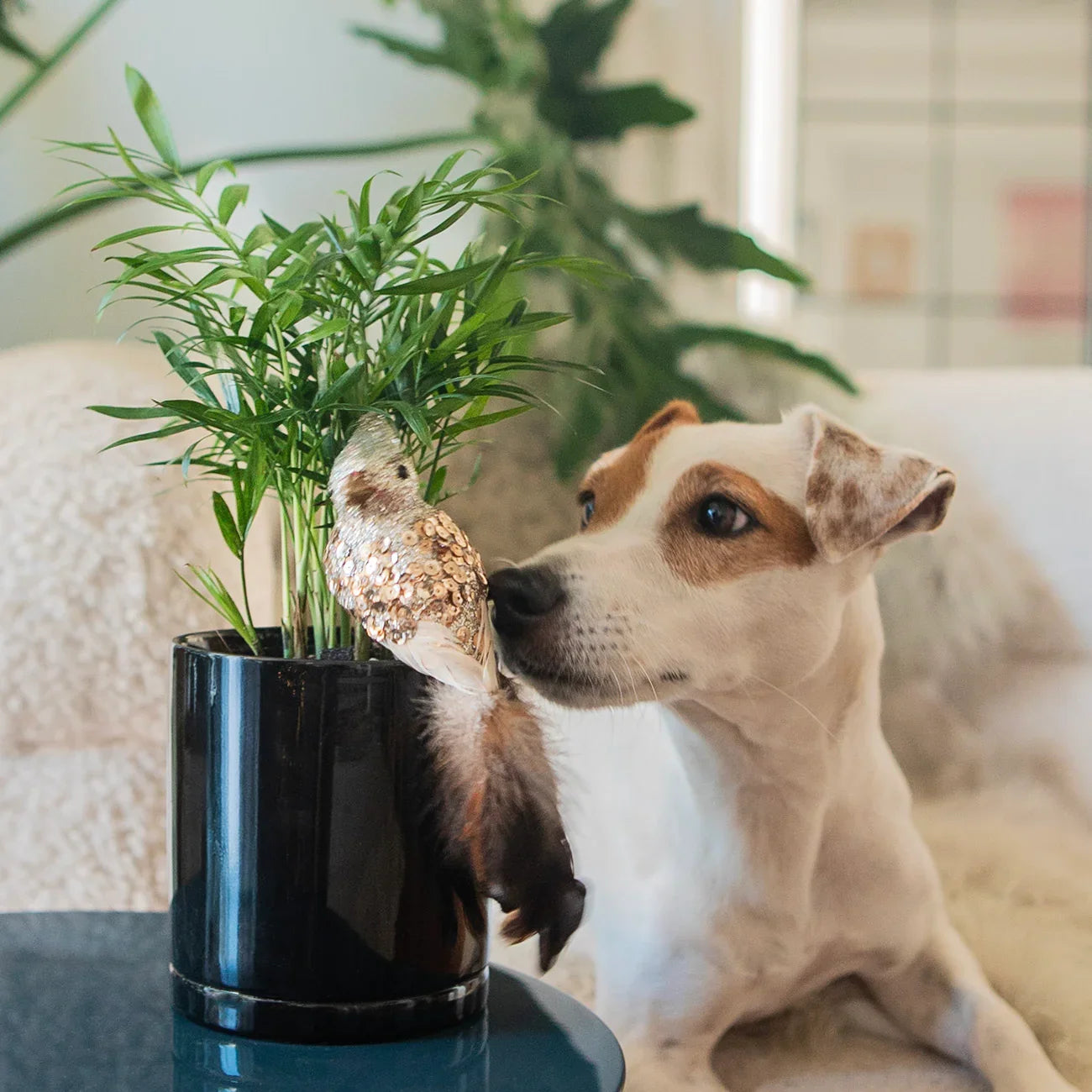 Parlor Palm in a Botani Bloom black pot, with a dog