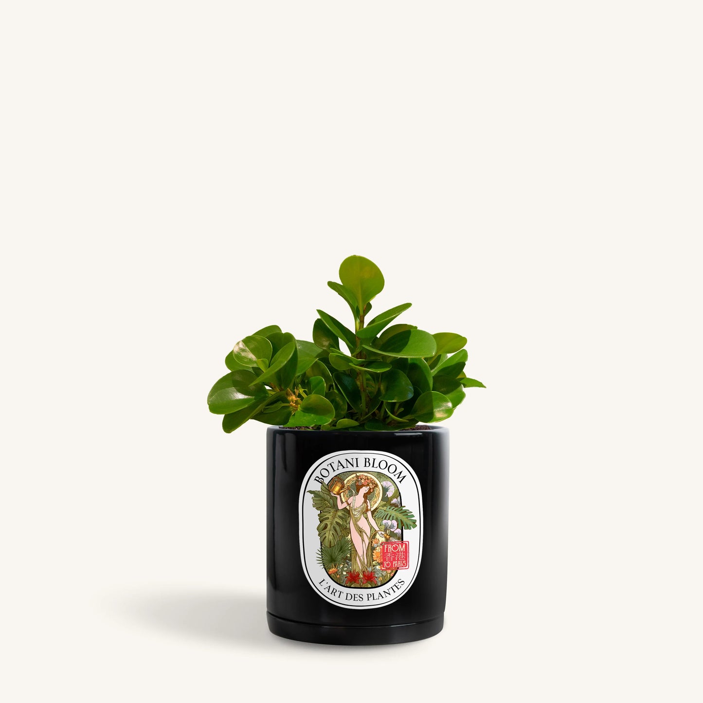 Baby Rubber Plant in a botani bloom black pot, front view