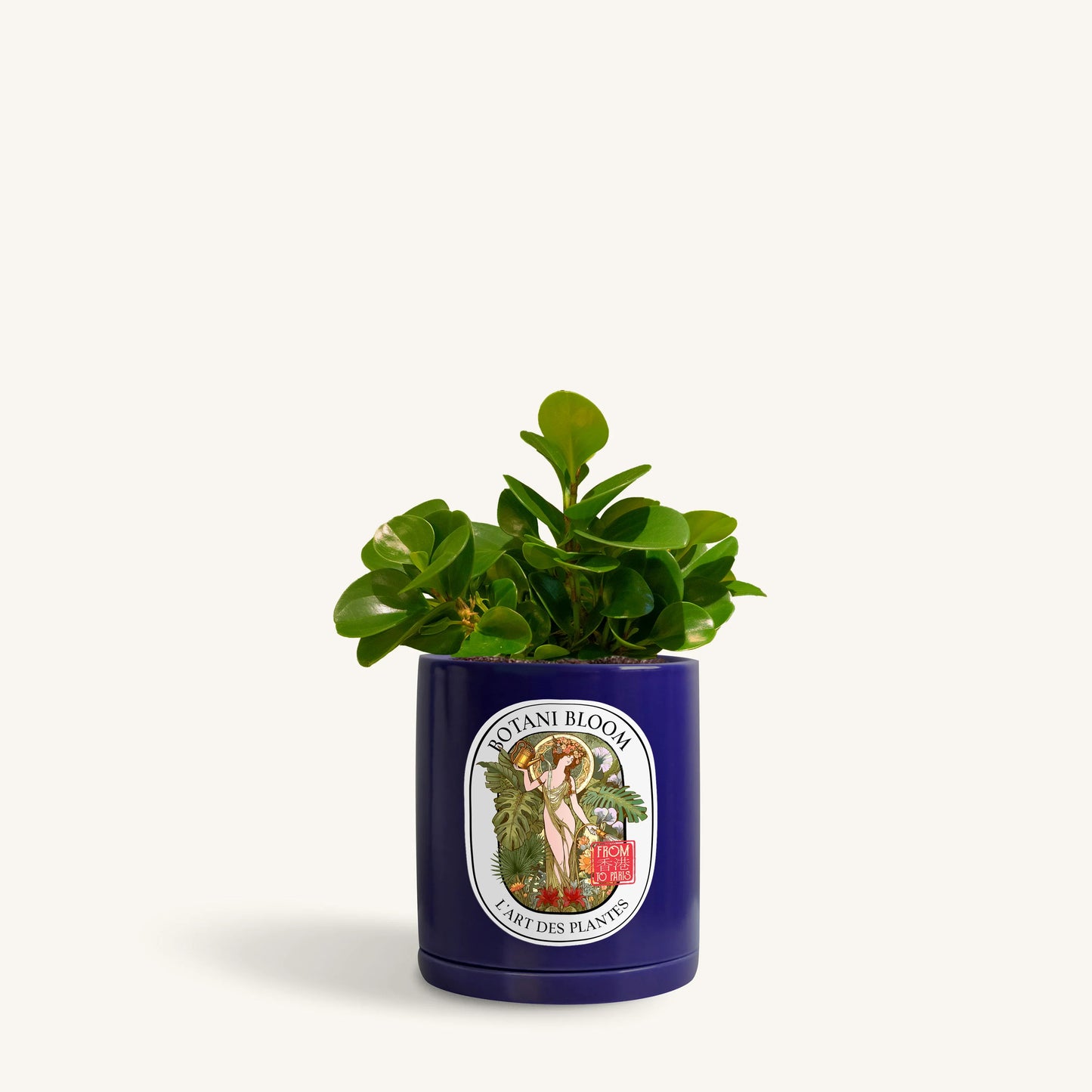 Baby Rubber Plant in a botani bloom blue pot, front view