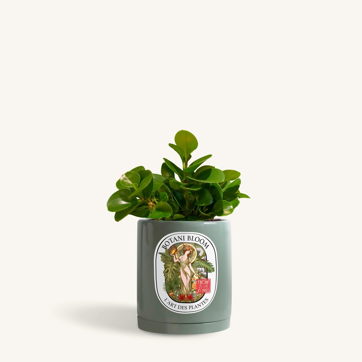 Baby Rubber Plant in a botani bloom olive pot, front view