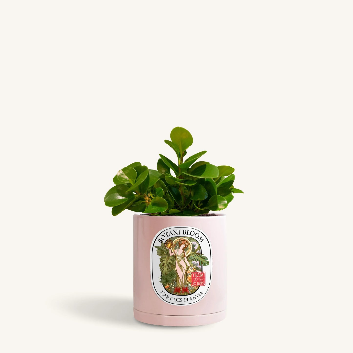 Baby Rubber Plant in a botani bloom pink pot, front view