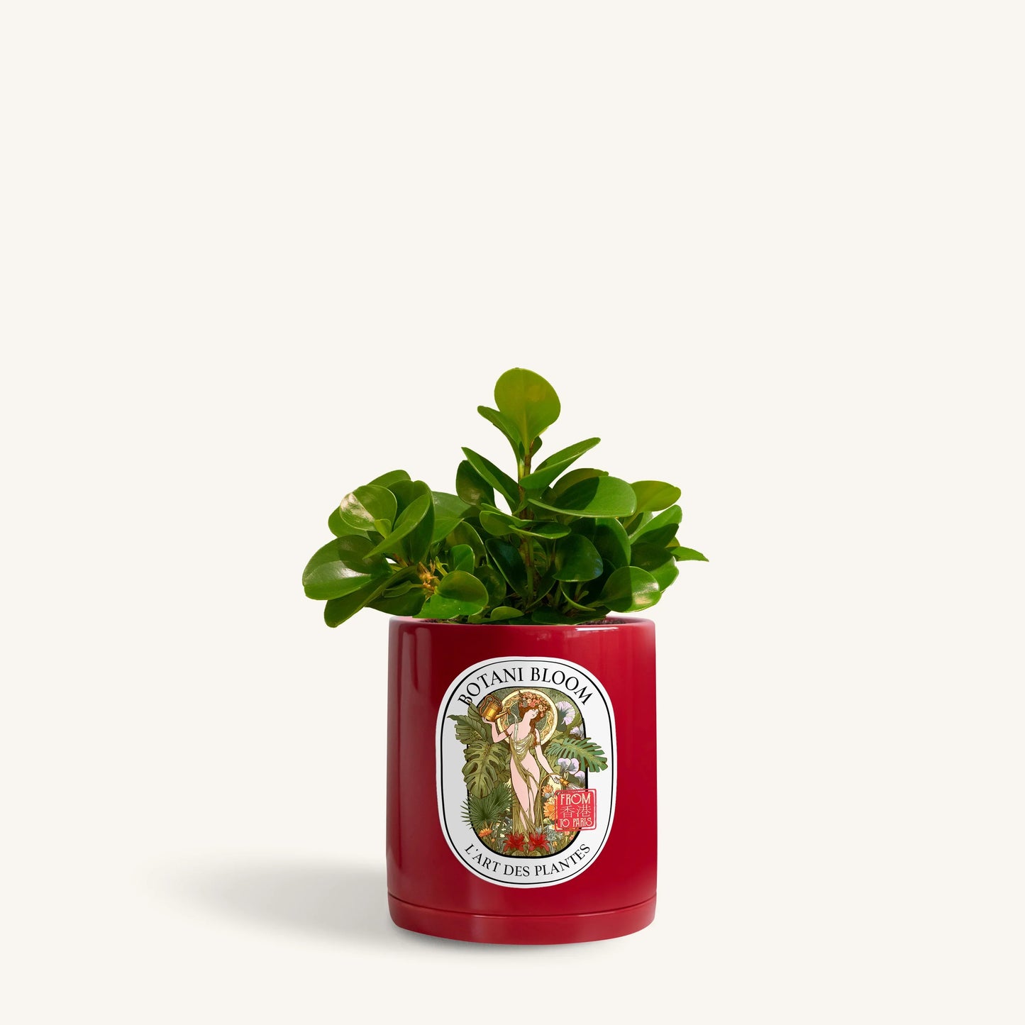 Baby Rubber Plant in a botani bloom red pot, front view
