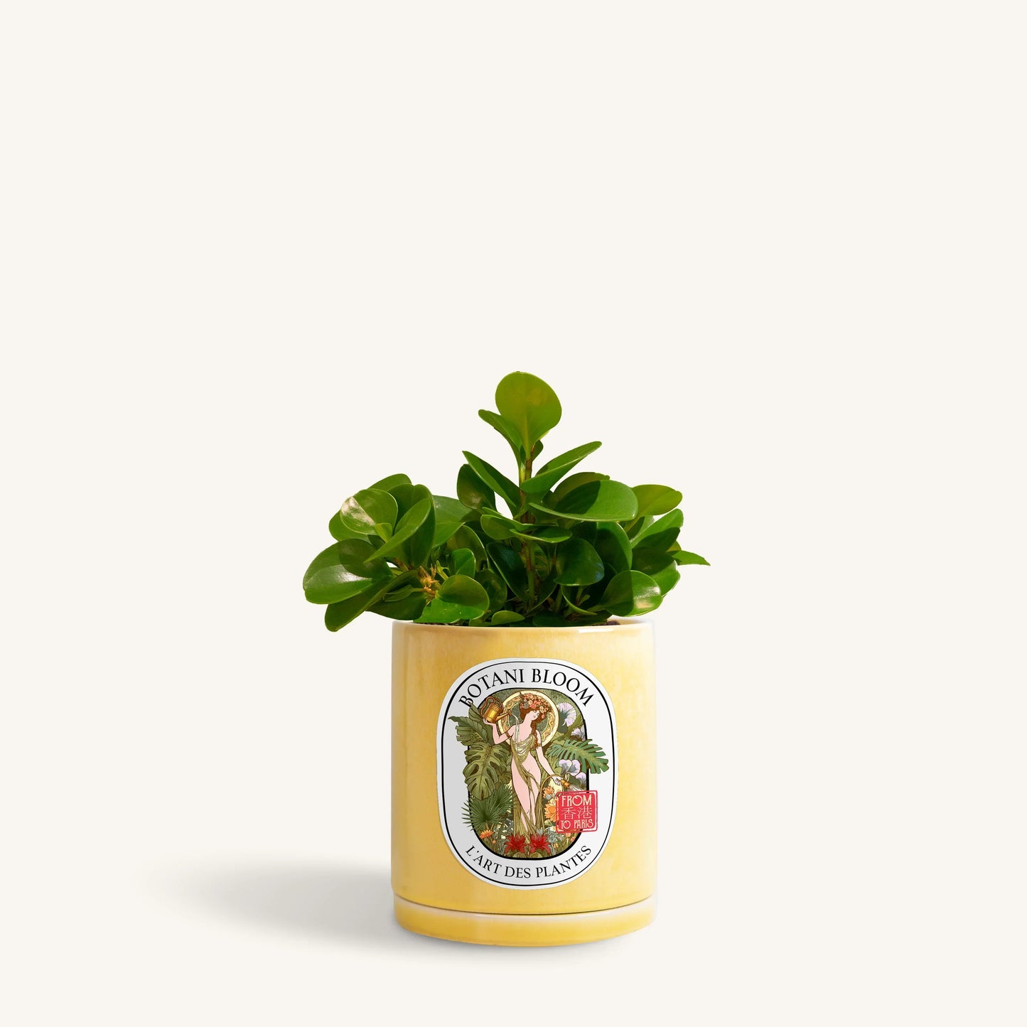 Baby Rubber Plant in a botani bloom yellow pot, front view