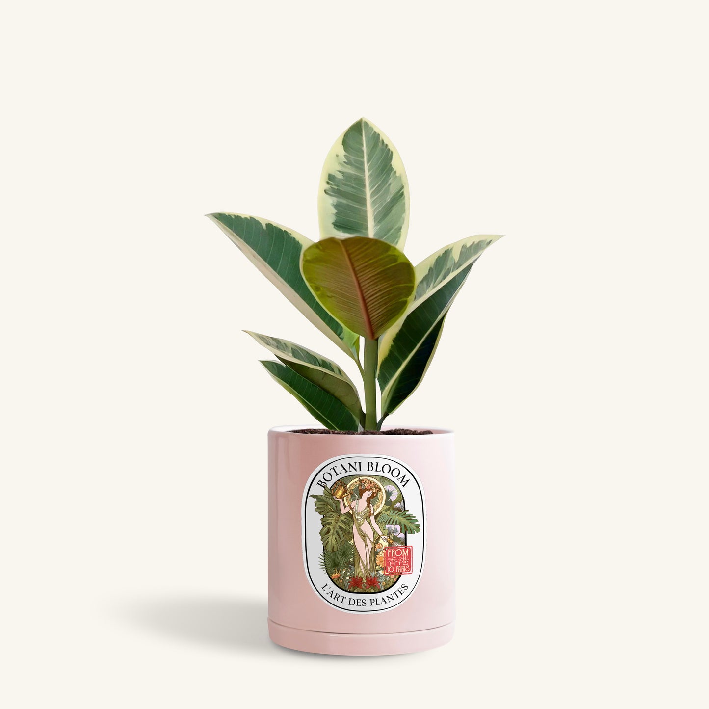 A potted ruby rubber plant in a botani bloom pink pot, front view