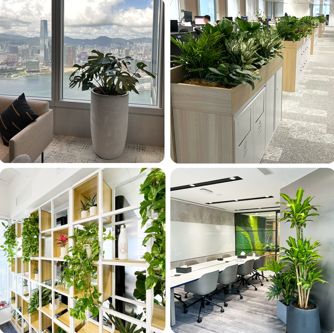 Botani Bloom Plant Rental Service