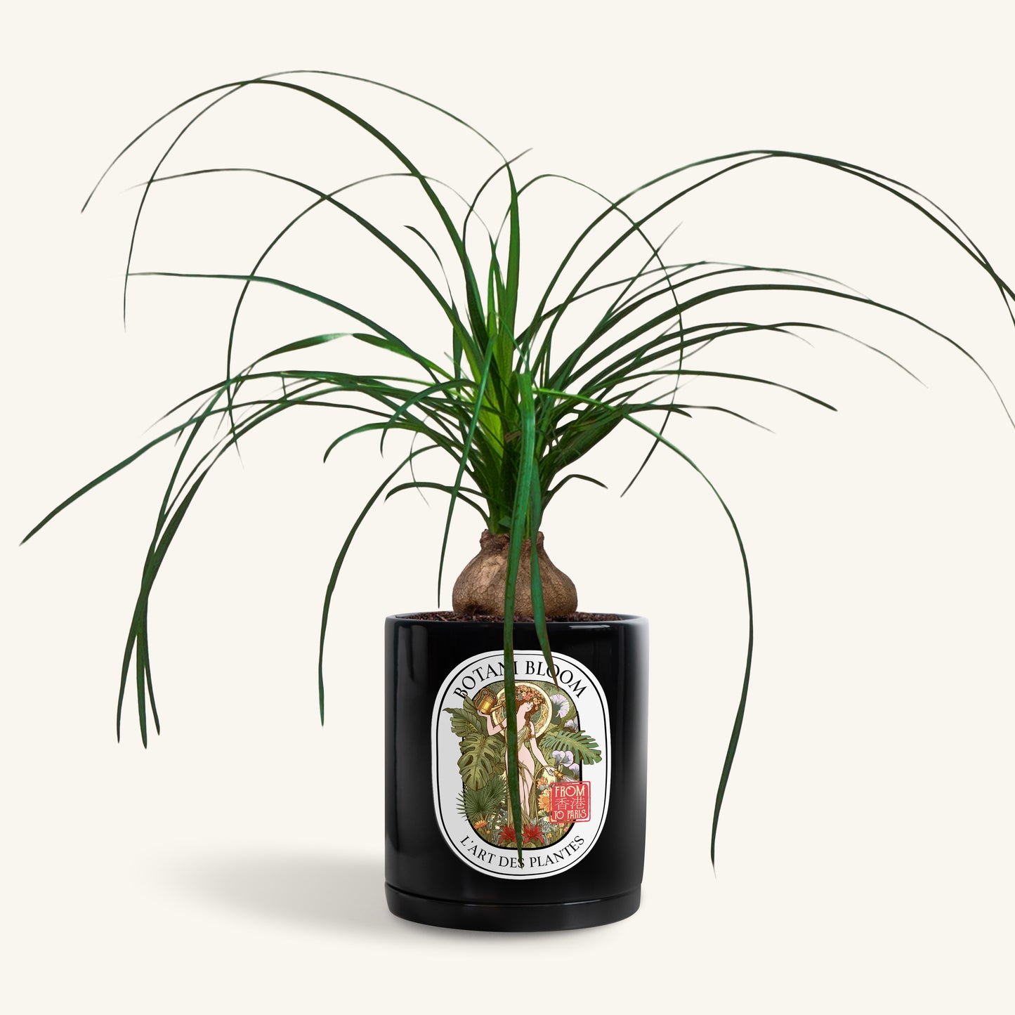 A potted Ponytail Palm in a Botani bloom black pot, front view