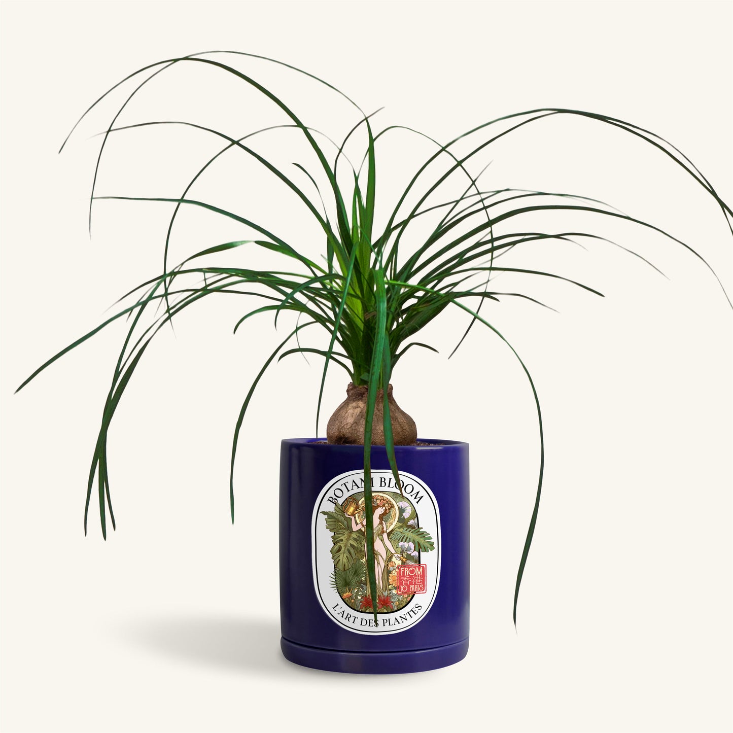 A potted Ponytail Palm in a Botani bloom blue pot, front view