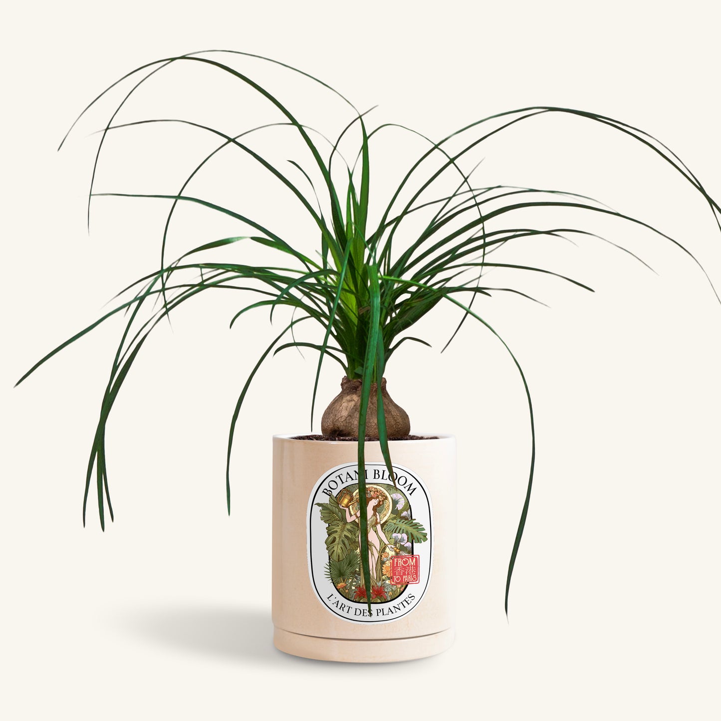 A potted Ponytail Palm in a Botani bloom beige pot, front view
