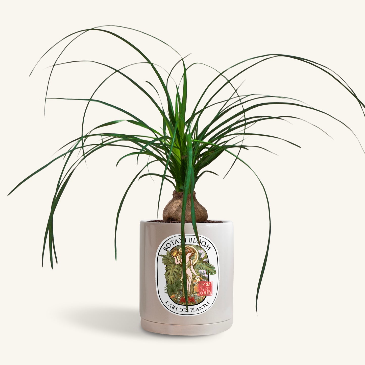 A potted Ponytail Palm in a Botani bloom grey pot, front view