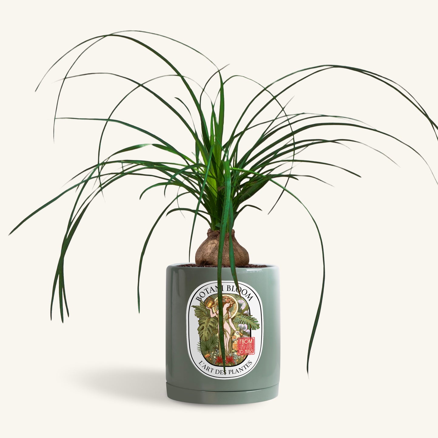 A potted Ponytail Palm in a Botani bloom olive pot, front view