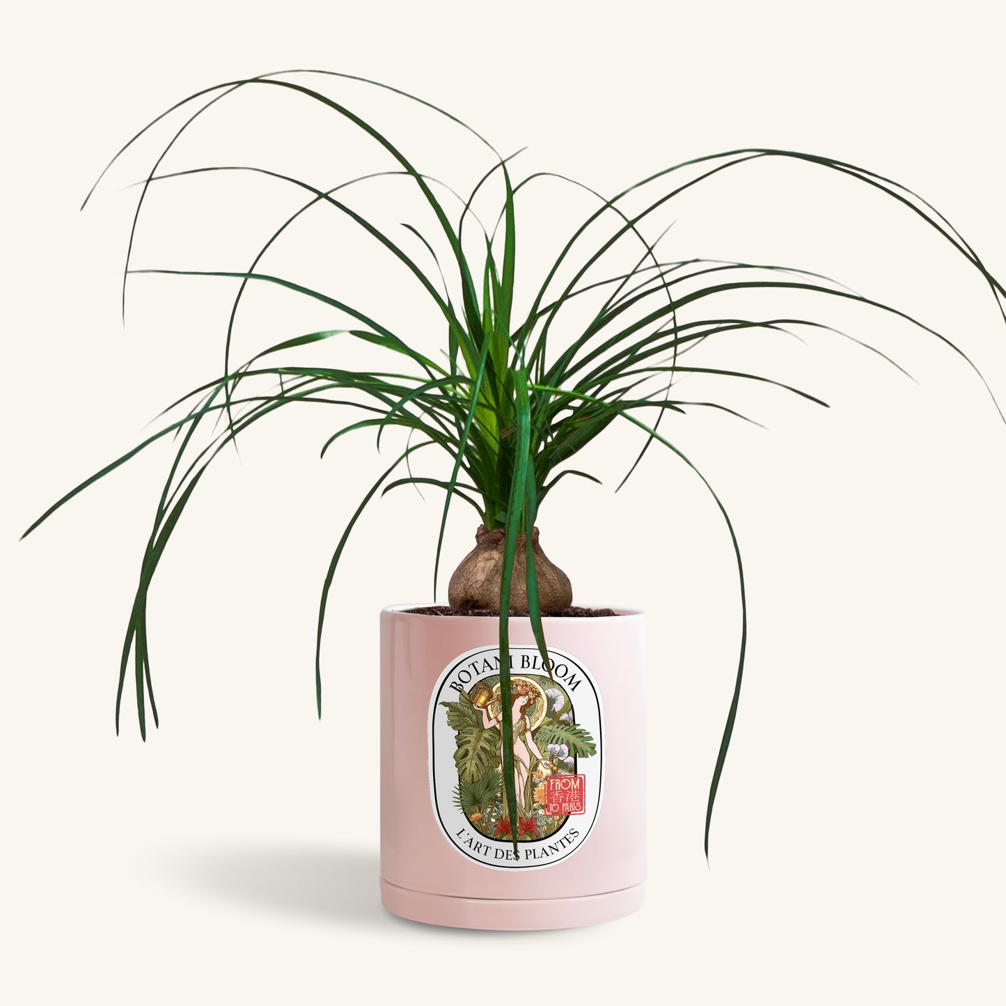 A potted Ponytail Palm in a Botani bloom pink pot, front view