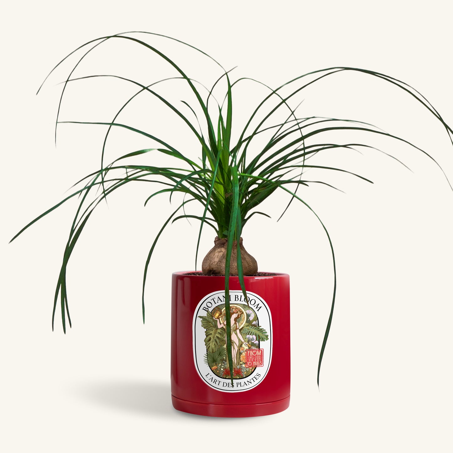 A potted Ponytail Palm in a Botani bloom red pot, front view