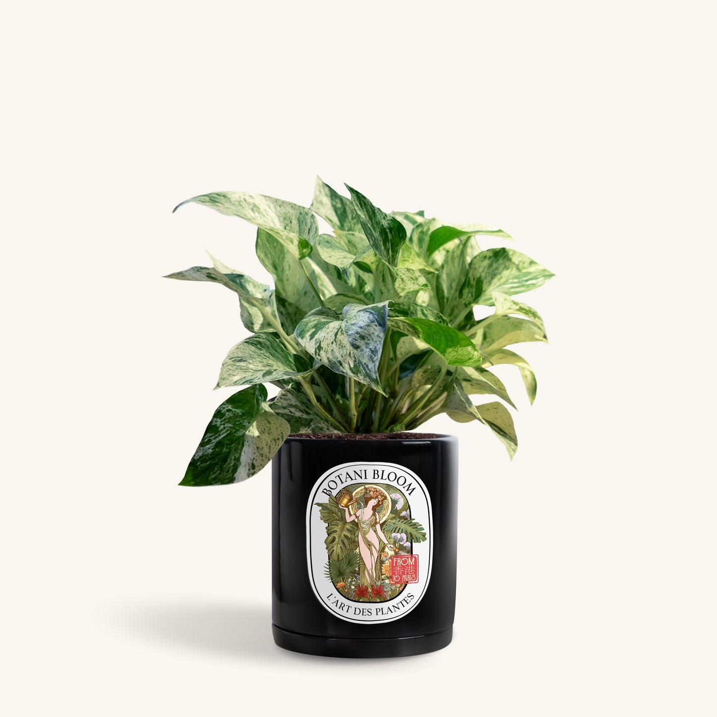 A potted Marble Queen Pothos in a Botani bloom black pot, front view