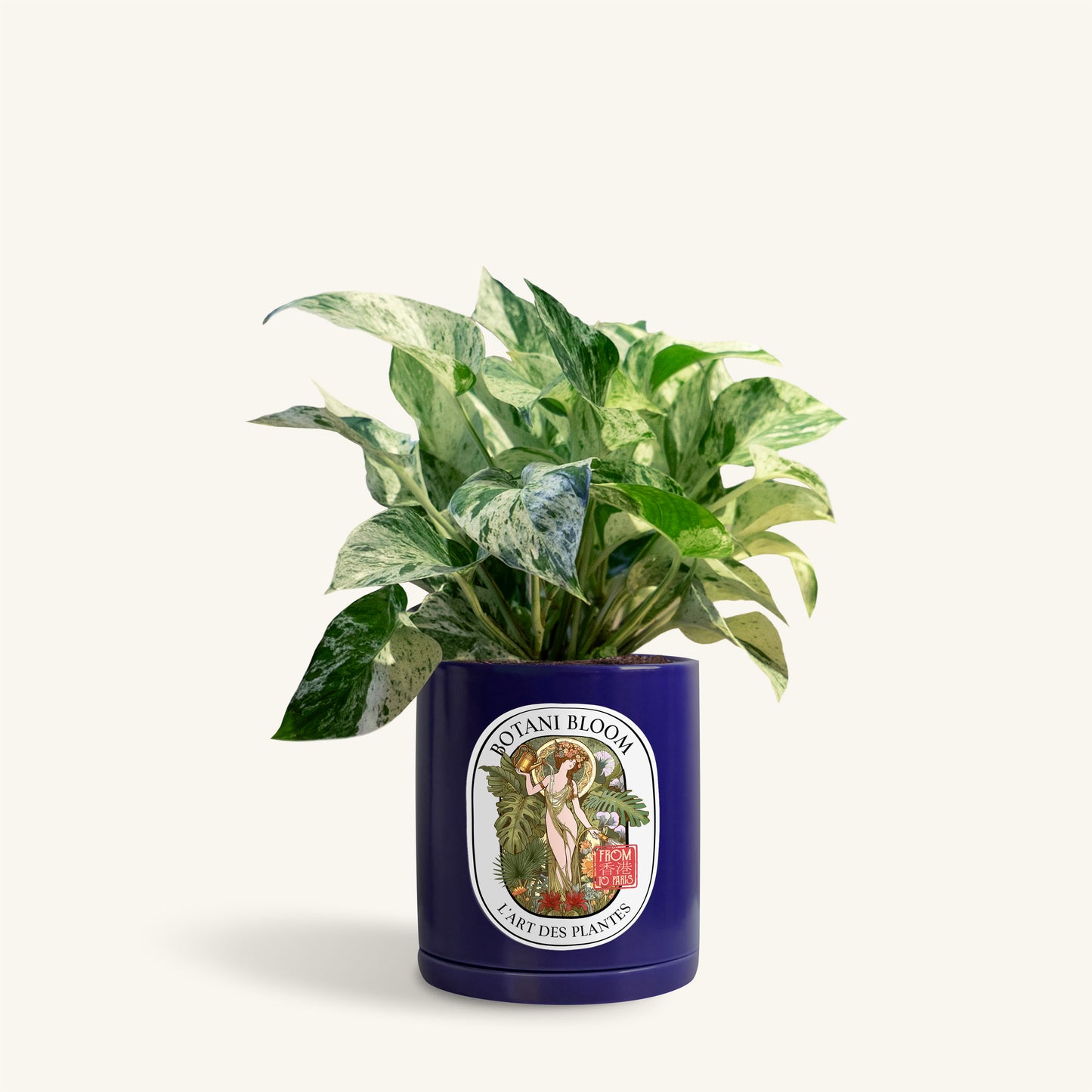 A potted Marble Queen Pothos in a Botani bloom blue pot, front view