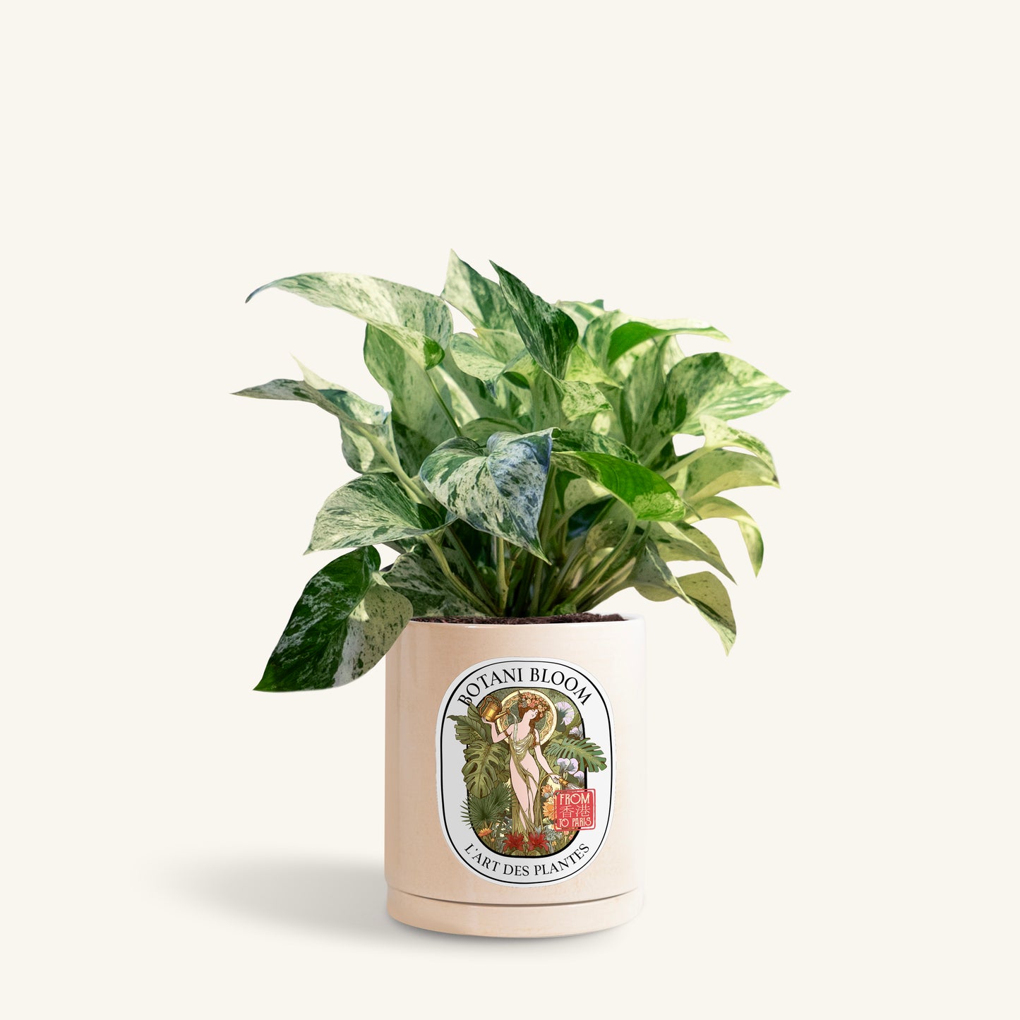 A potted Marble Queen Pothos in a Botani bloom beige pot, front view