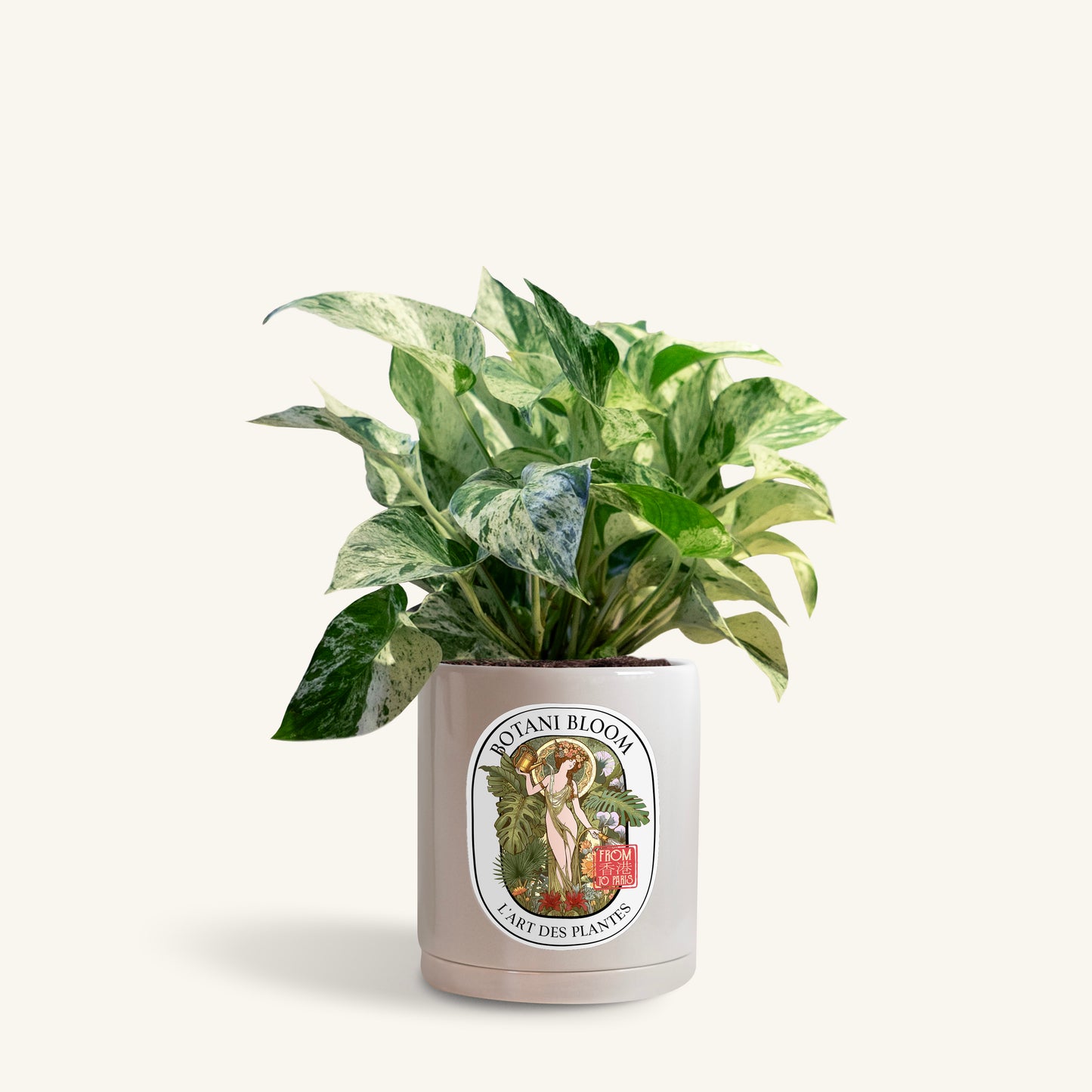 A potted Marble Queen Pothos in a Botani bloom grey pot, front view