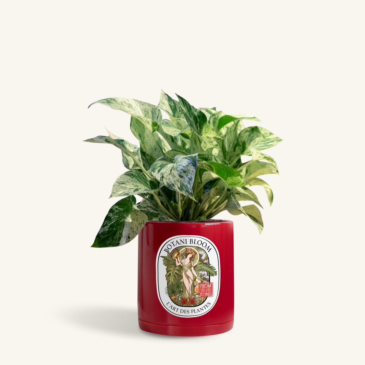A potted Marble Queen Pothos in a Botani bloom red pot, front view