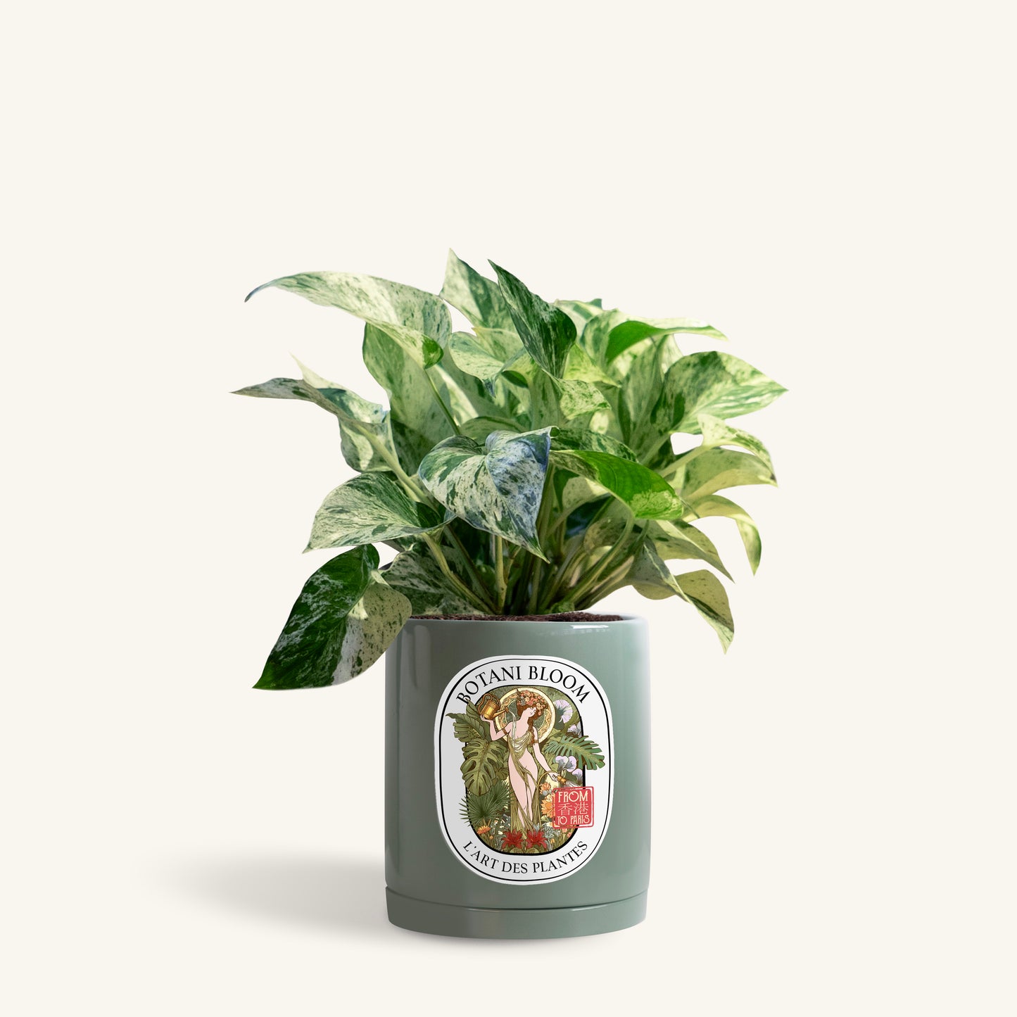 A potted Marble Queen Pothos in a Botani bloom olive pot, front view