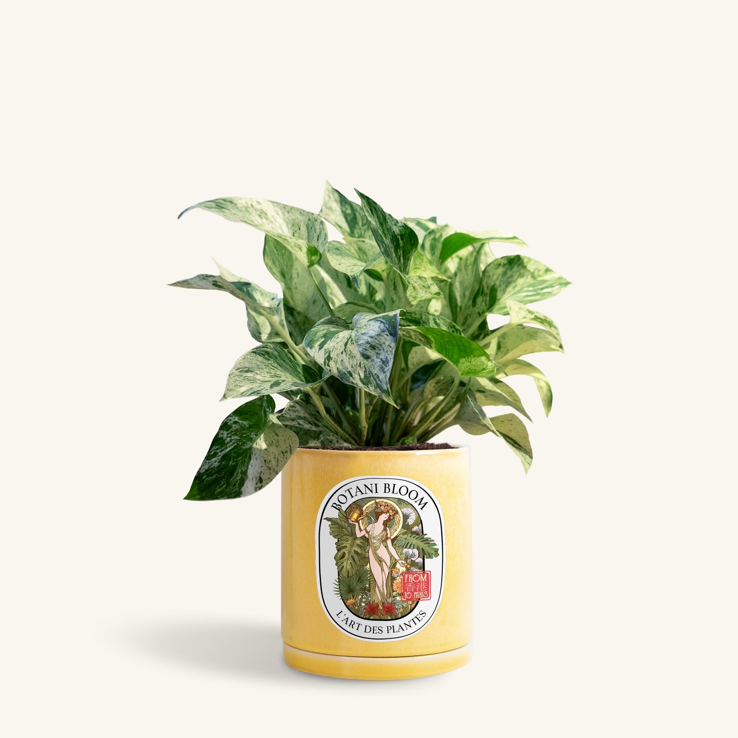 A potted Marble Queen Pothos in a Botani bloom yellow pot, front view