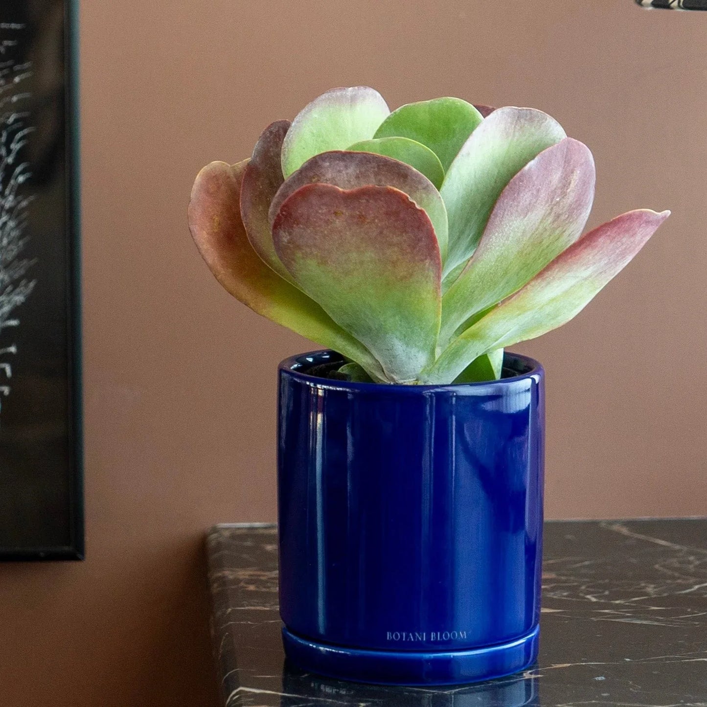 Kalanchoe Thyrsiflora in a botani bloom blue color pot, on a table with brown background