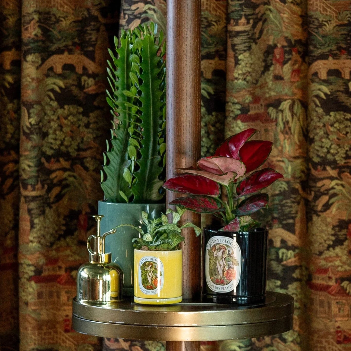 Green Fittonia in a Botani Bloom yellow pot, with various botani bloom pots and plants and plant mister, on a table