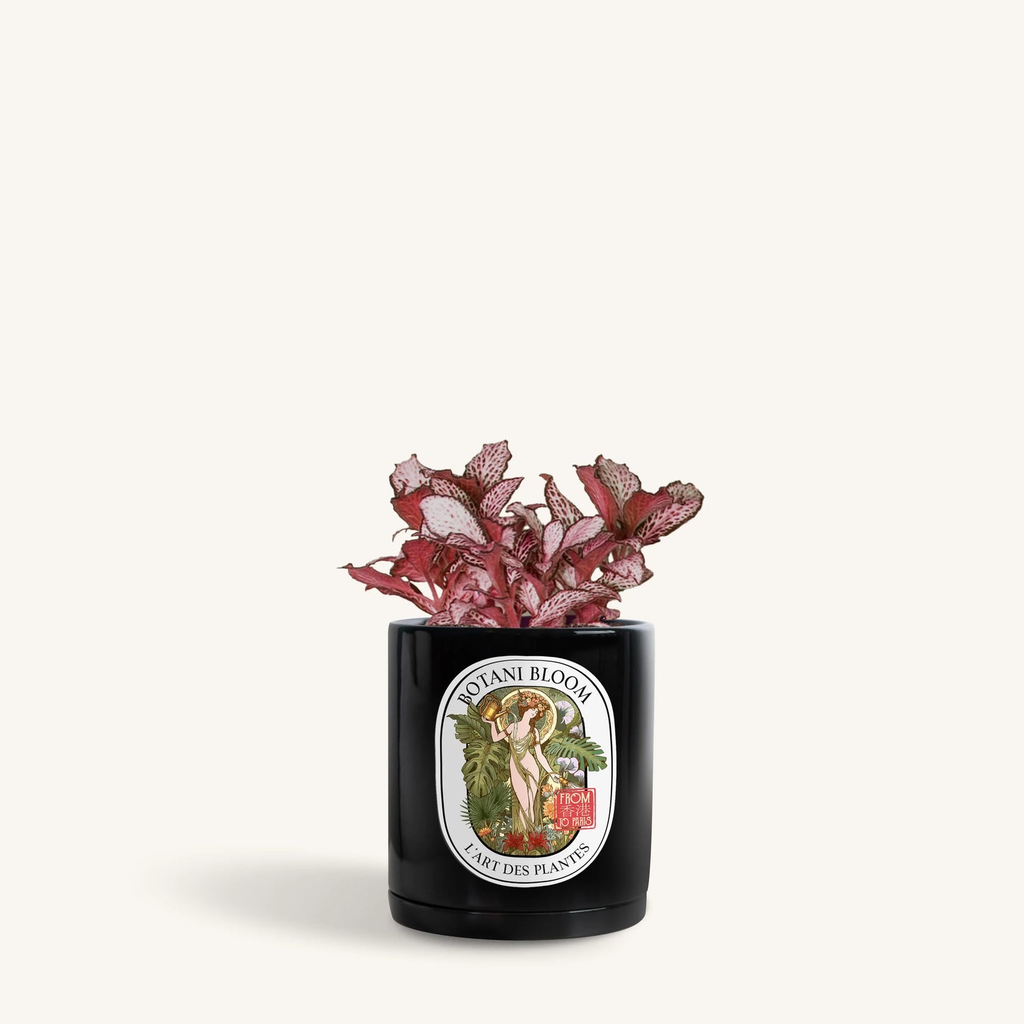 Red Fittonia in a Botani Bloom noir silk colored pot, front view