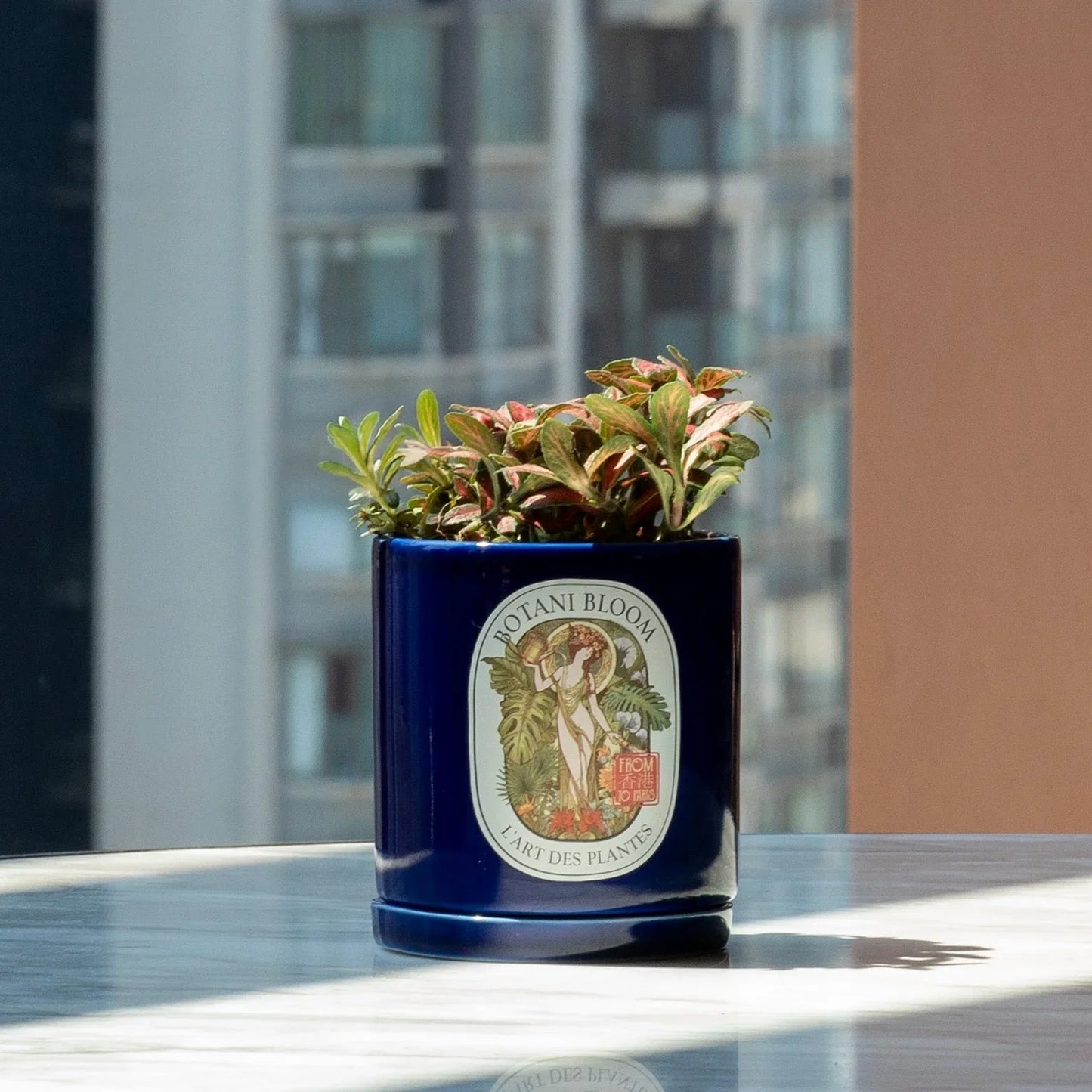 Red Fittonia in a Botani Bloom electric blue colored pot, front view, with background