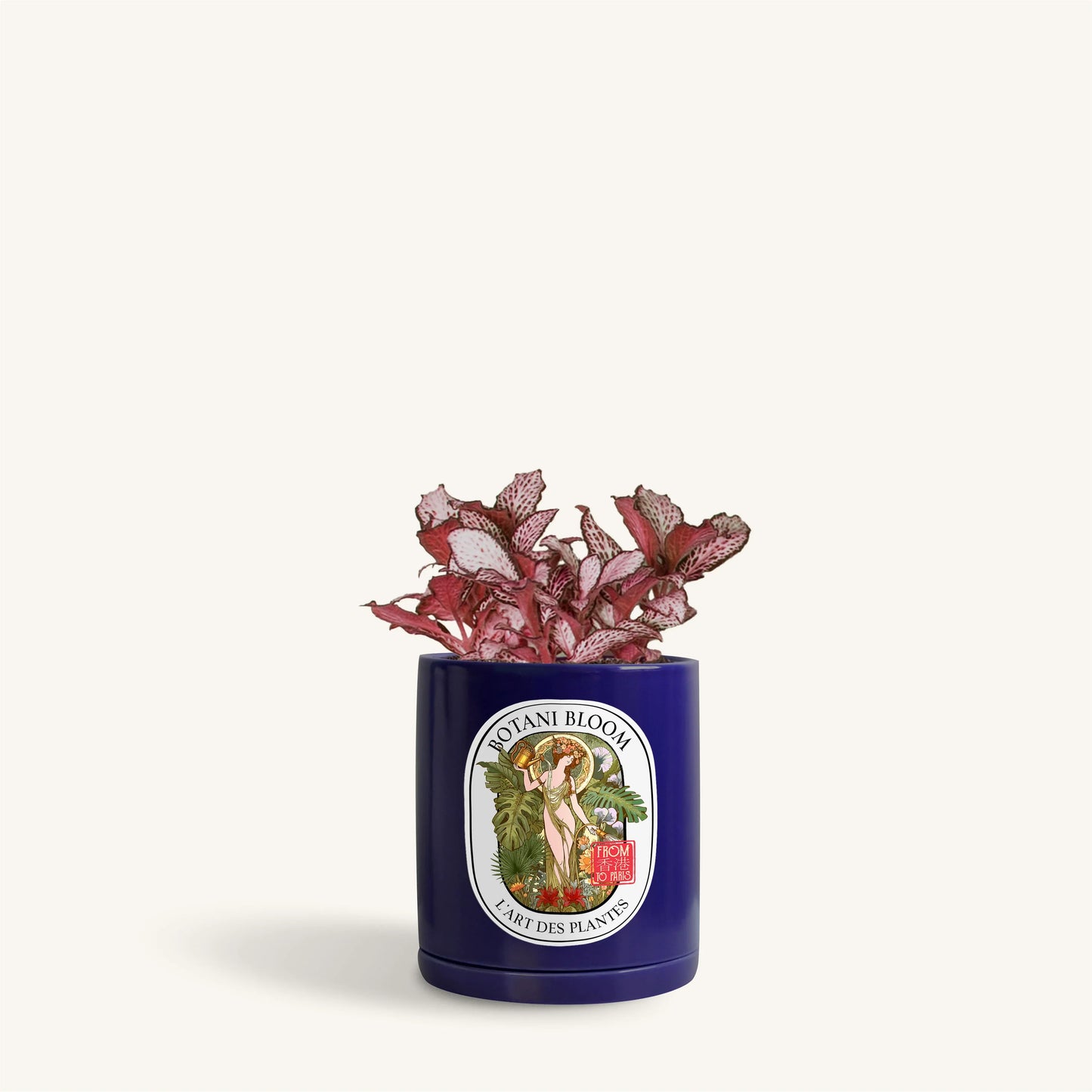 Red Fittonia in a Botani Bloom electric blue colored pot, front view