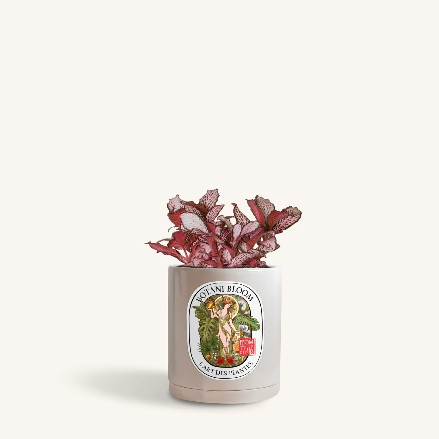 Red Fittonia in a Botani Bloom silver sage colored pot, front view