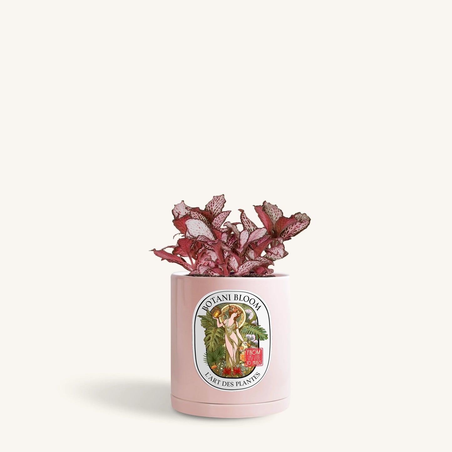 Red Fittonia in a Botani Bloom blush pink colored pot, front view
