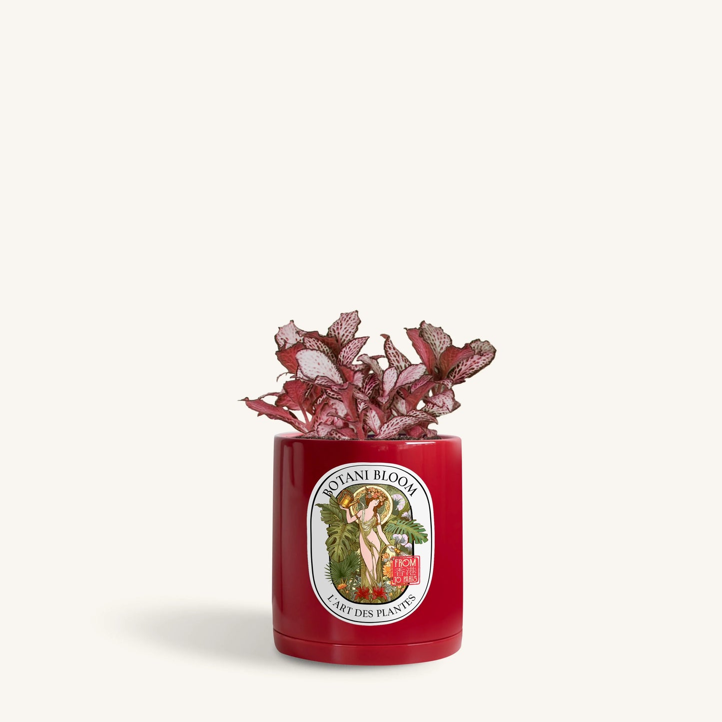 Red Fittonia in a Botani Bloom ruby rouge colored pot, front view