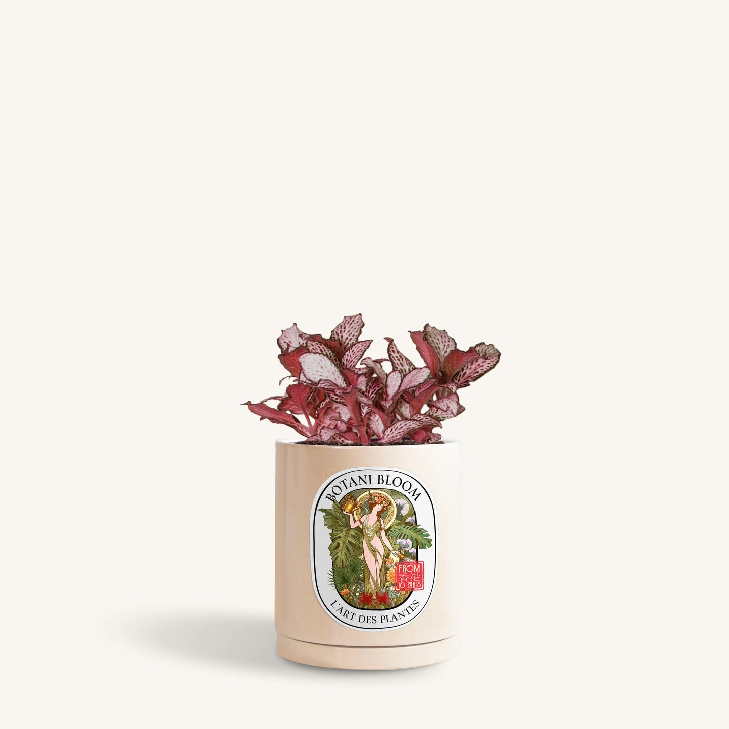 Red Fittonia in a Botani Bloom champagne pearl colored pot, front view