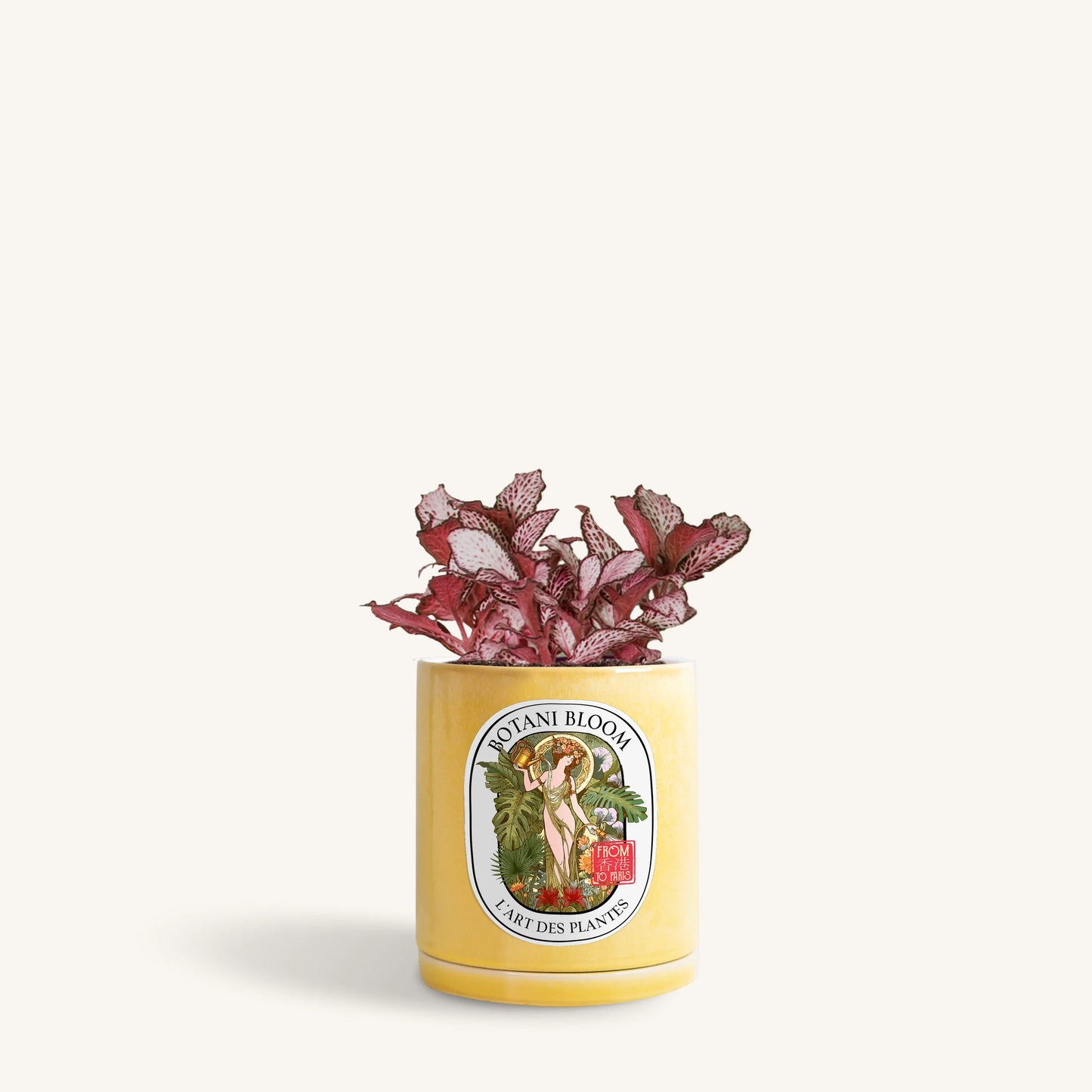 Red Fittonia in a Botani Bloom lemon meringue colored pot, front view