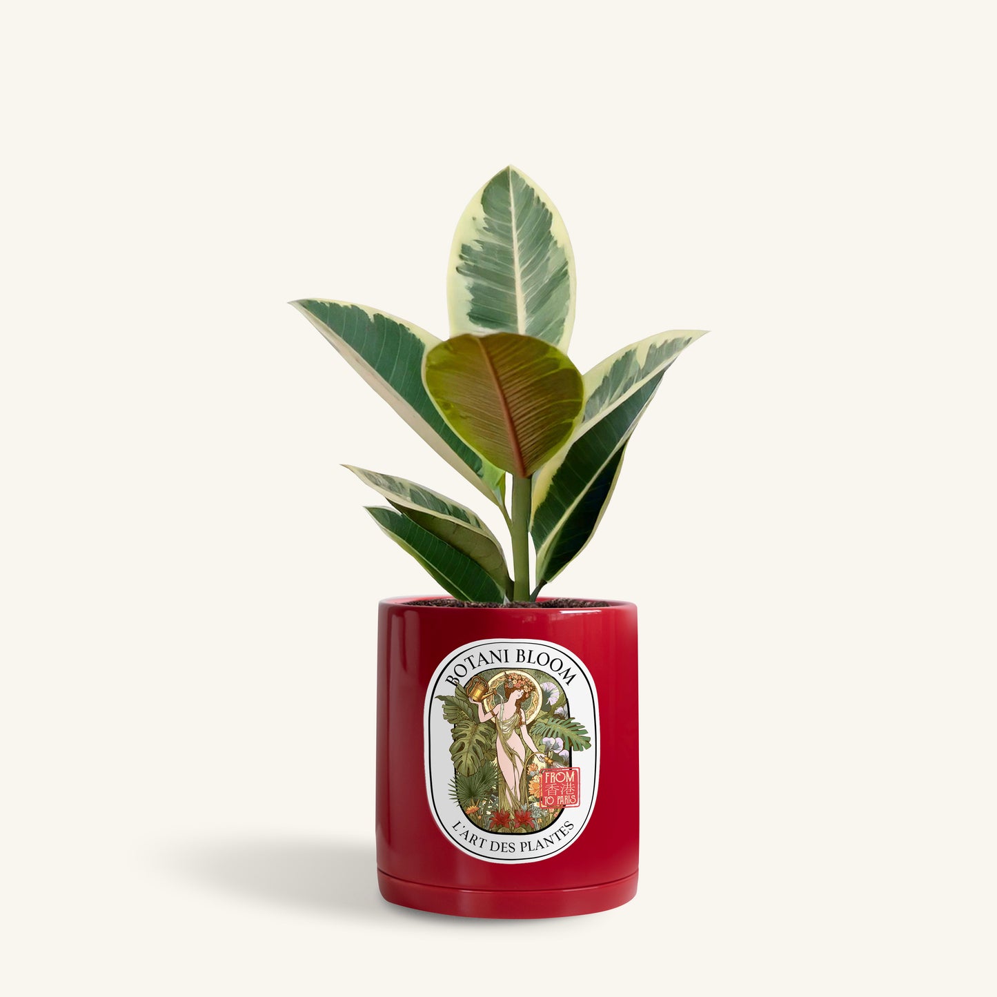 A potted ruby rubber plant in a botani bloom red pot, front view