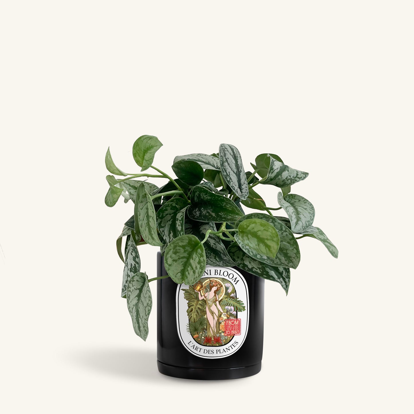 A potted satin pothos in a black botani bloom pot, front view