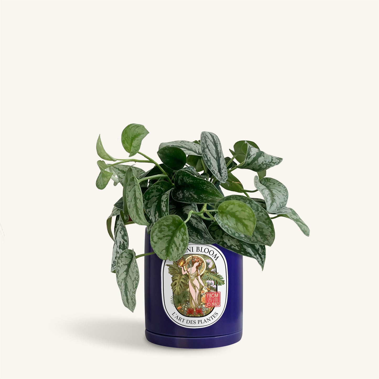 A potted satin pothos in a blue botani bloom pot, front view