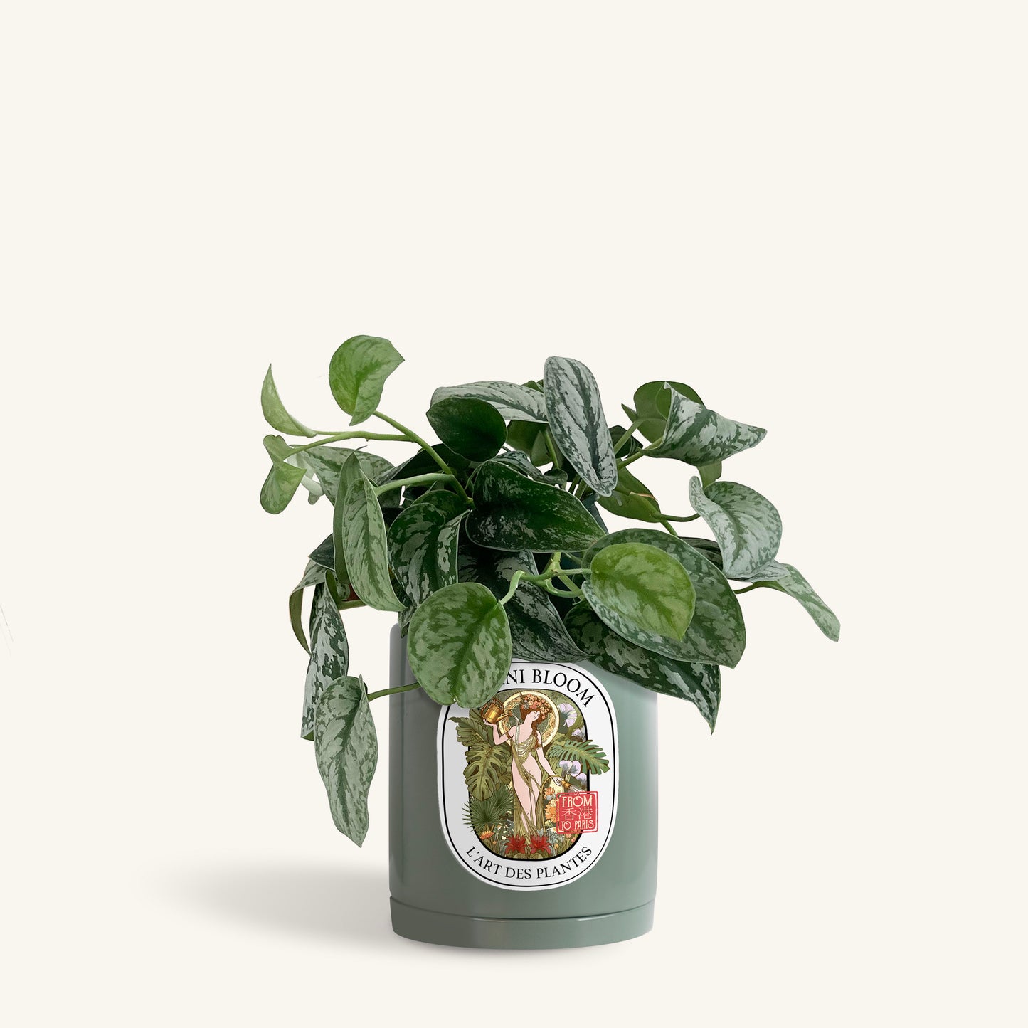 A potted satin pothos in an olive botani bloom pot, front view