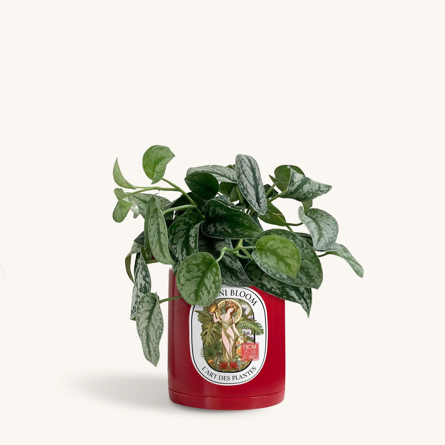 A potted satin pothos in a red botani bloom pot, front view