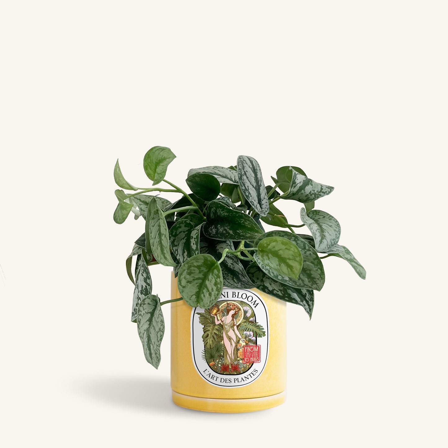 A potted satin pothos in a yellow botani bloom pot, front view