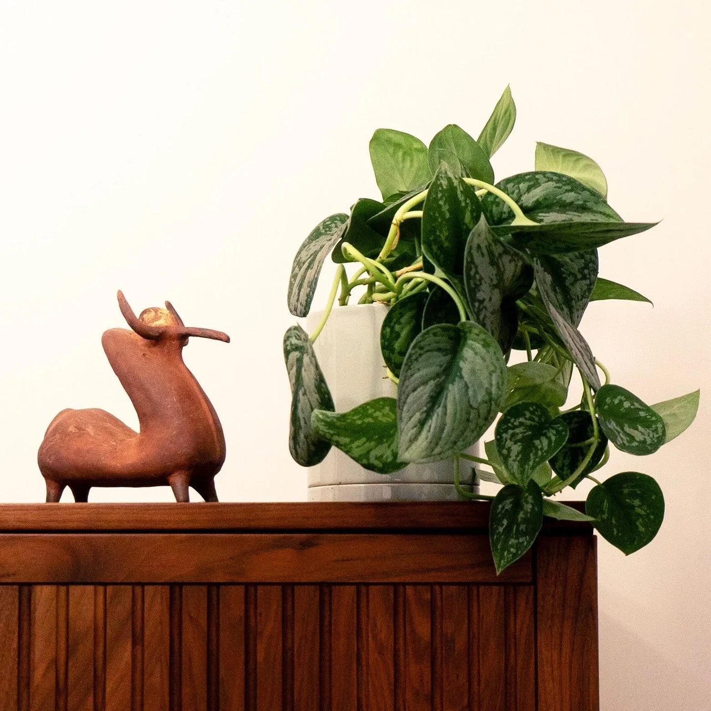 A potted satin pothos in a grey botani bloom pot, on a cupboard with another design piece