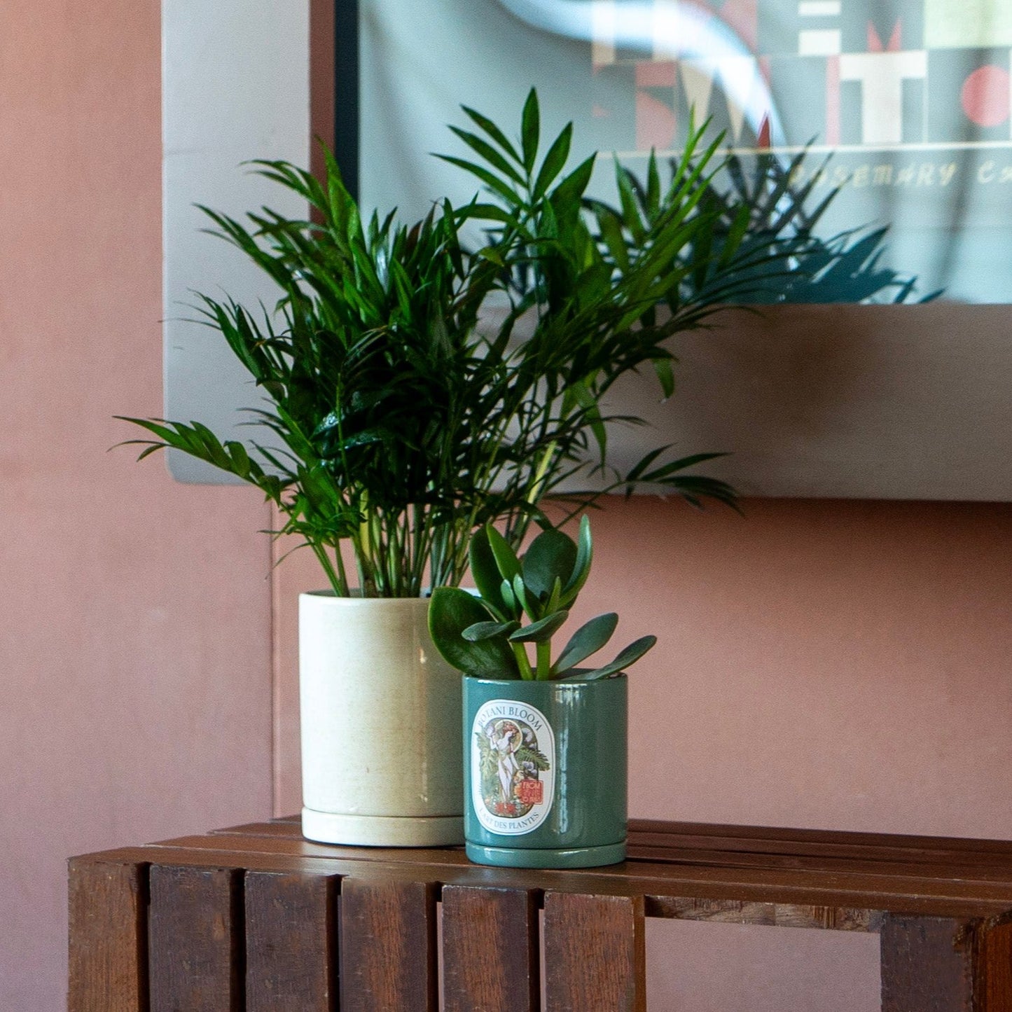 A potted Parlor Palm, in a botani bloom beige colored pot, with another botani bloom plant and pot