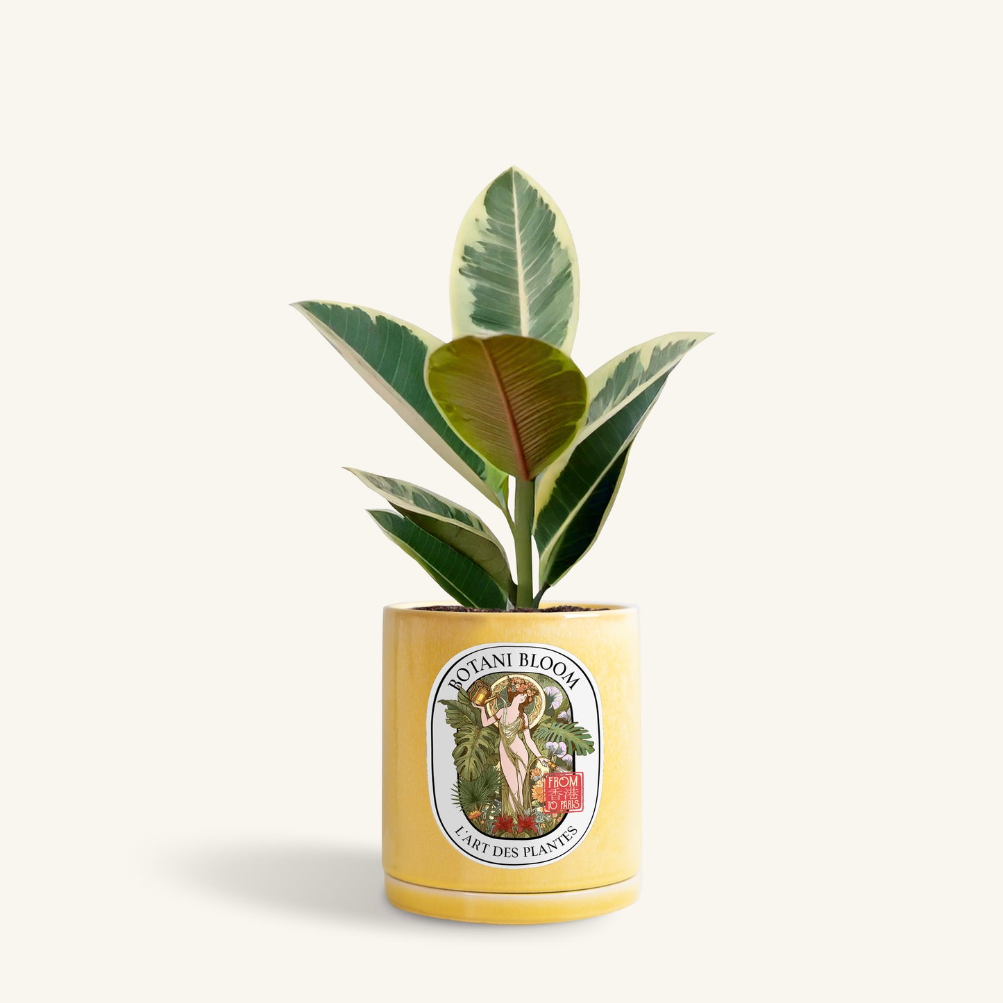 A potted ruby rubber plant in a botani bloom yellow pot, front view